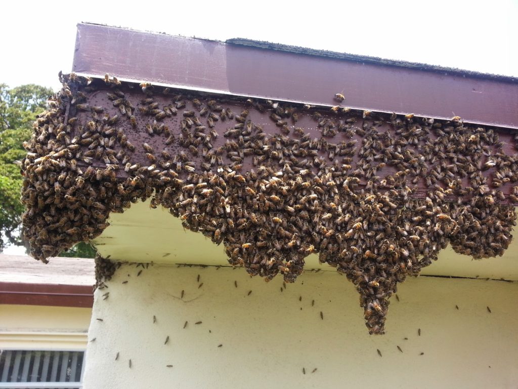 Fort Lauderdale Soffit Repair for Bee & Rodent Damage | Bee Boyz