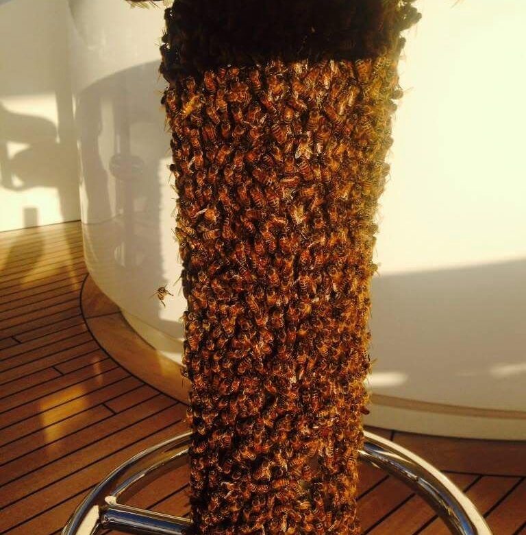 Homestead, FL Bee Removal