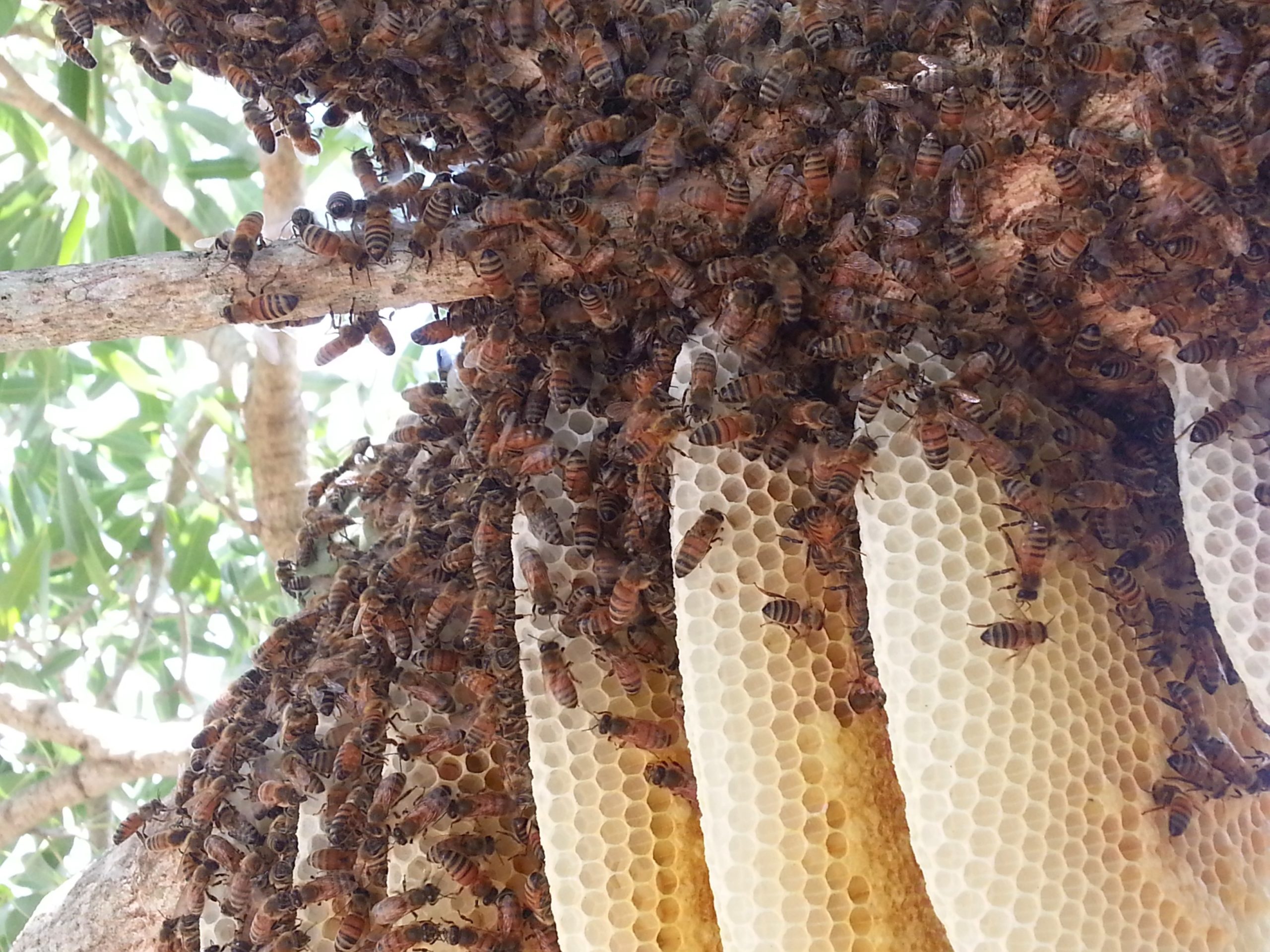 BeeBoyz and The Florida Forest Service team up (Mites in Honeycomb)
