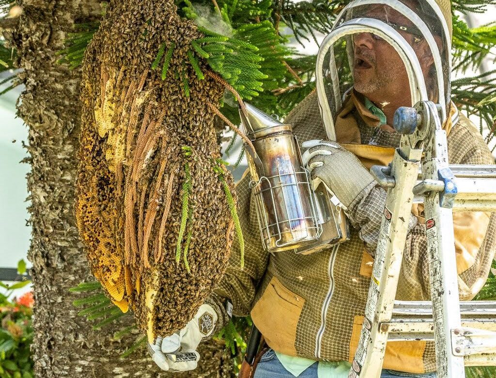 Lightning and Bees in South Florida