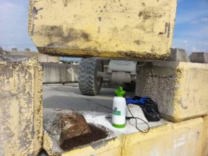 bees in construction site