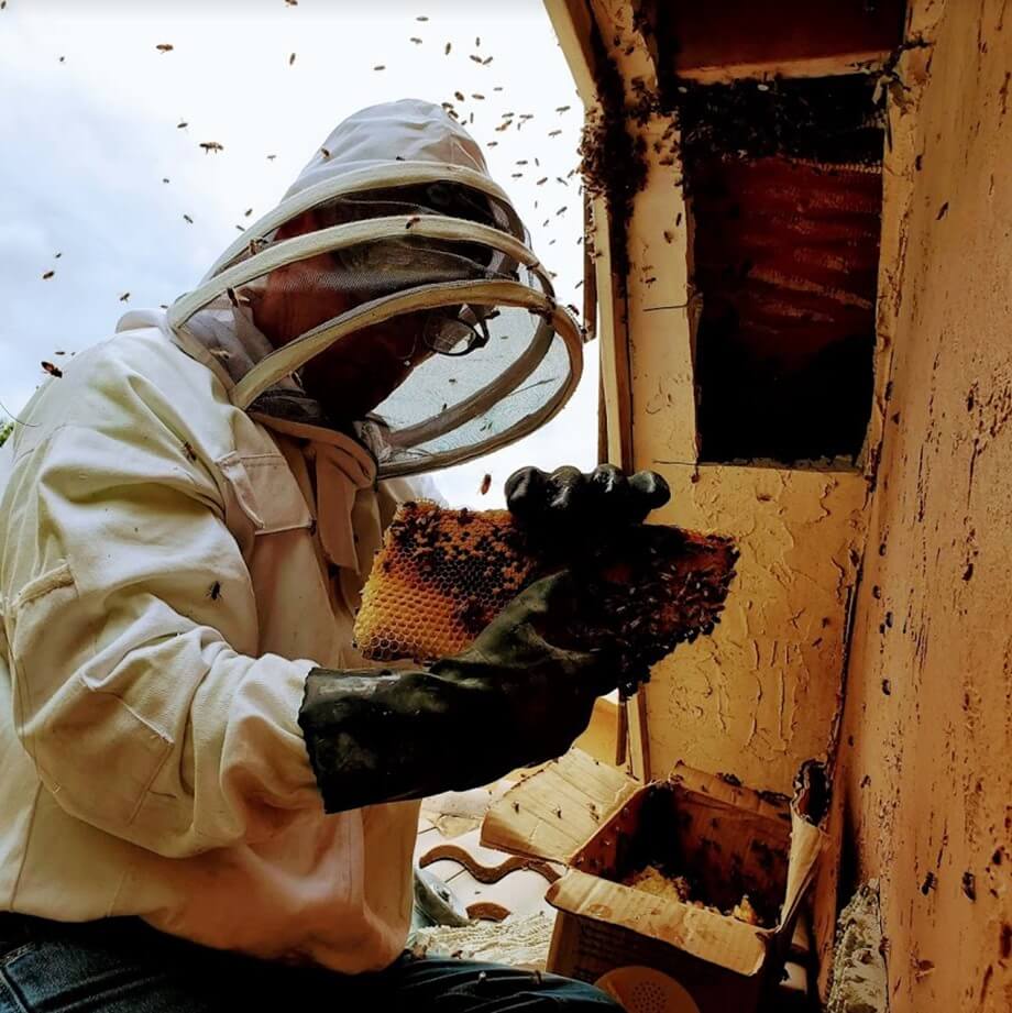 Davie Florida Bee Removal Pest Control