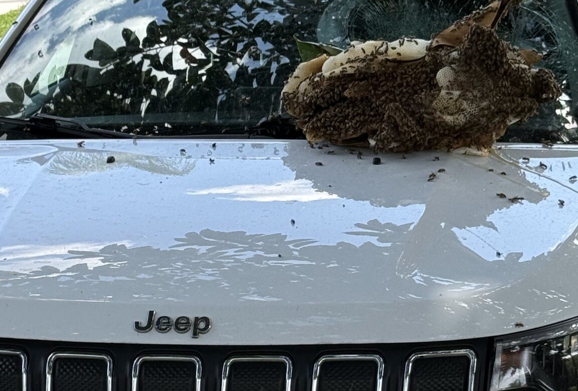 Bee Bomb in Davie: Emergency Beehive Removal After Hive Crashes Onto Vehicle