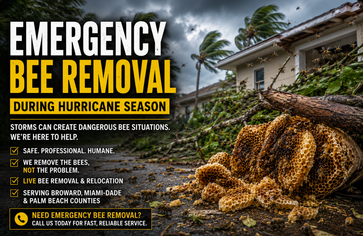 Emergency Bee Removal During South Florida’s Hurricane Season