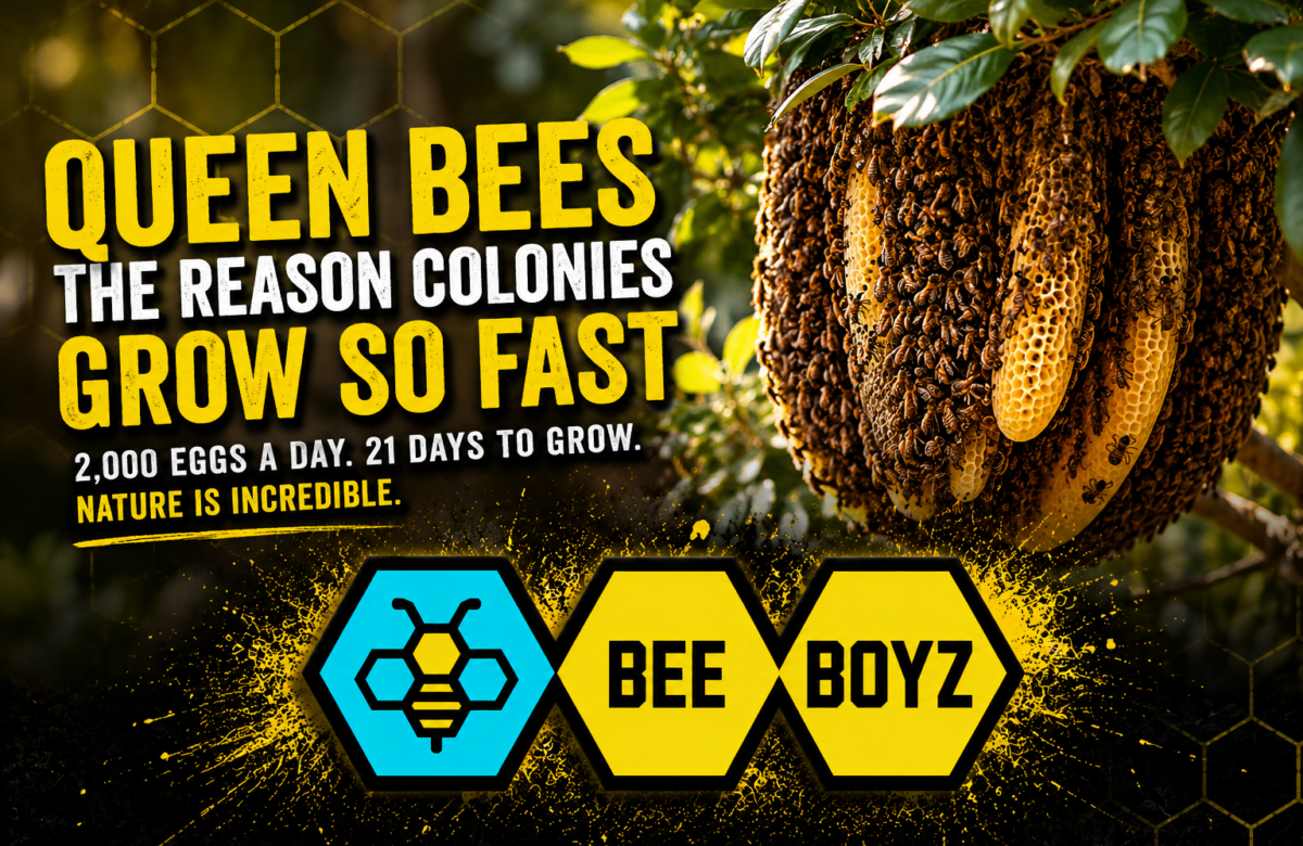 Queen Bee Facts: Why Bee Colonies Explode During South Florida’s Spring & Summer