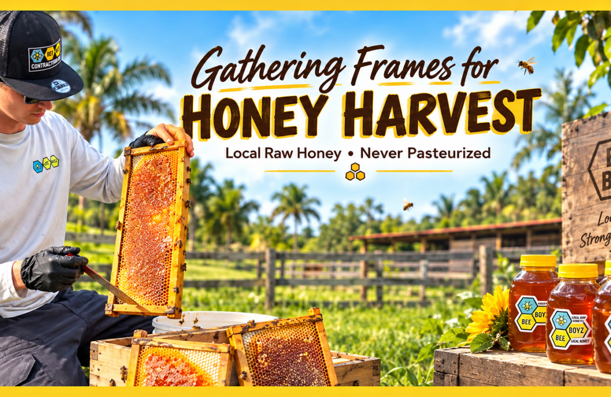From Hive to Honey: How BeeBoyz Harvests Local Raw Honey With Care
